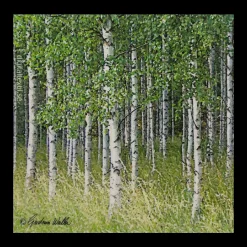 Swedish Dishcloth - Birch Trees